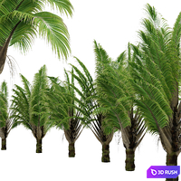 Set of Dypsis decaryi palm Trees (Triangle Palm) (2 Trees) 3D Model Vray