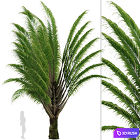 Set of Dypsis decaryi palm Trees (Triangle Palm) (2 Trees) 3D Model Vray