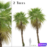 Set of Chinese Fan Palm Trees (Livistona chinensis) (2 Trees) 3D Model Vray