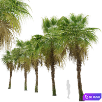 Set of Chinese Fan Palm Trees (Livistona chinensis) (2 Trees) 3D Model Vray
