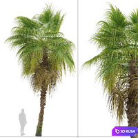 Set of Chinese Fan Palm Trees (Livistona chinensis) (2 Trees) 3D Model Vray