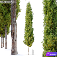 Italian cypress 2 3D Model Corona