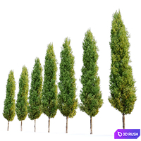 Italian cypress 2 3D Model Corona