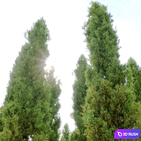 Italian cypress 2 3D Model Corona