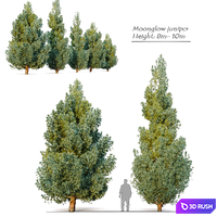 Moonglow juniper 3D Model Corona