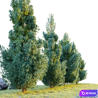 Moonglow juniper 3D Model Corona