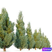 Moonglow juniper 3D Model Corona