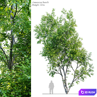 American Beech 3 3D Model Corona