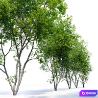 American Beech 3 3D Model Corona