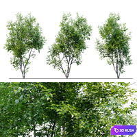 American Beech 3 3D Model Corona