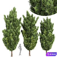 Italian Cypress High details 3Trees 3D Model Vray, Corona