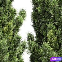 Italian Cypress High details 3Trees 3D Model Vray, Corona