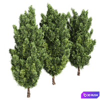 Italian Cypress High details 3Trees 3D Model Vray, Corona