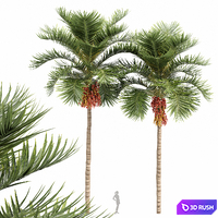 Christmas Palm Manila Palm Adonidia Veitchia Merrillii 3D Model Vray, Corona