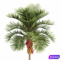 Christmas Palm Manila Palm Adonidia Veitchia Merrillii 3D Model Vray, Corona