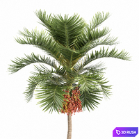 Christmas Palm Manila Palm Adonidia Veitchia Merrillii 3D Model Vray, Corona
