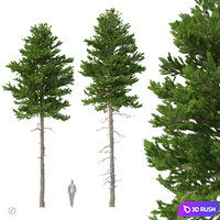 Norway spruce Set 2 V-Ray 3D Model Vray