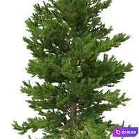 Norway spruce Set 2 V-Ray 3D Model Vray