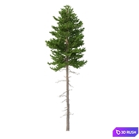 Norway spruce Set 2 V-Ray 3D Model Vray