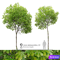 Acer platanoides_02 3D Model Vray, Corona