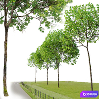 Acer platanoides_02 3D Model Vray, Corona
