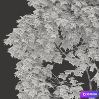 Acer platanoides_02 3D Model Vray, Corona