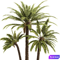 Date Palm 3D Model Corona