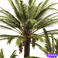 Date Palm 3D Model Corona