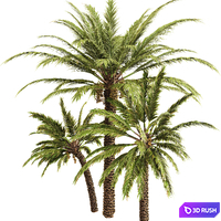Date Palm 3D Model Corona