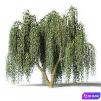 Willow 3D Model Corona