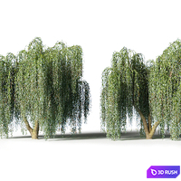 Willow 3D Model Corona