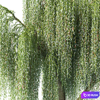Willow 3D Model Corona