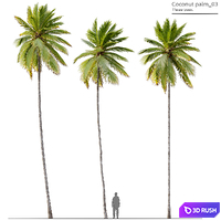 Coconut Palm 03 3D Model Vray, Corona