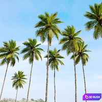 Coconut Palm 03 3D Model Vray, Corona