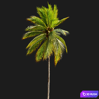 Coconut Palm 03 3D Model Vray, Corona