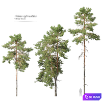 Pinus sylvestris_05 3D Model Corona