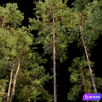 Pinus sylvestris_05 3D Model Corona