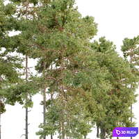 Pinus sylvestris_05 3D Model Corona