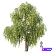 Willow 3D Model Corona