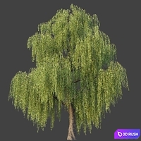Willow 3D Model Corona