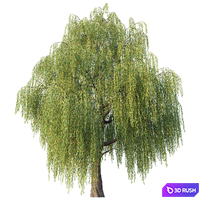 Willow 3D Model Corona