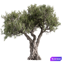 Tree Olive - Set 195 3D Model Vray, Corona