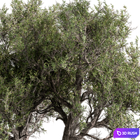 Tree Olive - Set 195 3D Model Vray, Corona