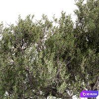 Tree Olive - Set 195 3D Model Vray, Corona