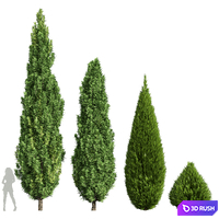 Cypress 2 3D Model Vray