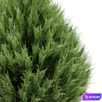 Cypress 2 3D Model Vray