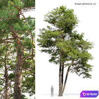 Pinus Sylvestris 13 3D Model Corona