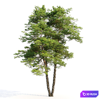 Pinus Sylvestris 13 3D Model Corona