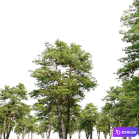 Pinus Sylvestris 13 3D Model Corona