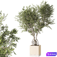 Indoor living plant in a pot 05 3D Model Corona